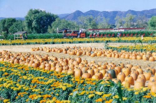 Pumpkins and Flowers