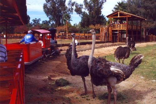 Ostriches & Giraffes